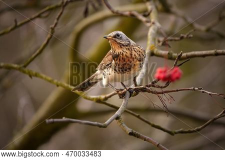 The Fieldfare - Turdus Pilaris Is A Member Of The Thrush Family Turdidae