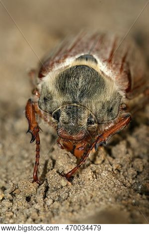 Detailed Closeup On A White Haired Cockchafer May-bug Beetle, Melolontha Melolontha, On The Ground
