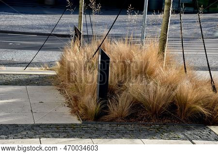Grass Bed On The Promenade. On The Edge Of The Flower Bed Are Pillar Lamps With A Beveled Top. Strip
