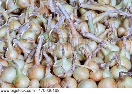 Fresh Onion Bulbs Piled Up For Storage, Backdrop Texture.