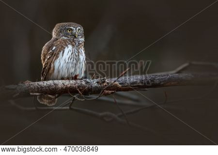 The Eurasian Pygmy Owl Is The Smallest Owl In Europe, Czechia