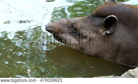 Close-up, The Tapir Bathes In Water, In A Pond. On A Hot Summer Day,