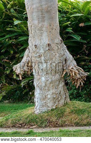 Tree Pareidolia In The Shape Of A Person