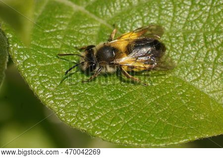 Natural Closeup On A Female Mellow Miner Solitary Bee Andrena Mitis Loade With Pollen On A Willow, S