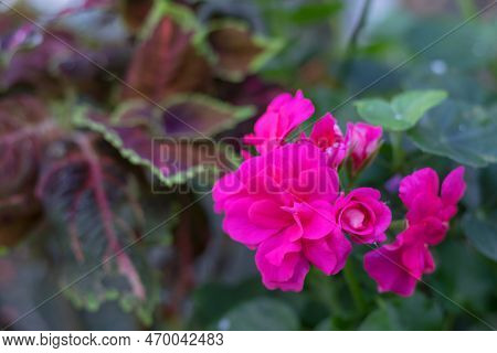 The Pink Flower Head Inflorescence Of The Pelargonium, Also Known As Pelargonium. The Plant In The P