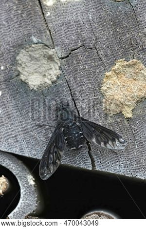 Closeup On The Parasitic Black Bee Fly , Anthrax Anthrax Sitting Around The Osmia Cornuta Nests At T