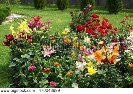 Beautiful Lily Flowers With Large Leaves, Blooming Flowers On A Flower Bed In The Park.