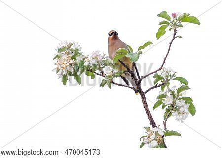 A Cedar Waxwing Perched On Top Of An Apple Tree Before Eating Its Apple Blossoms, White Background