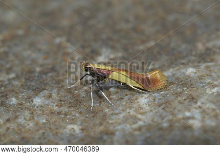 Detailed Closeup On A Tiny Colorful Yellow-triangle Slender Moth, Caloptilia Alchimiella, Sitting On
