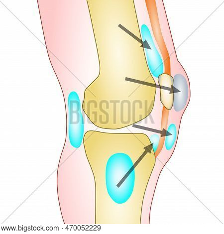 Anatomy Of The Knee Vector Illustration On White Background