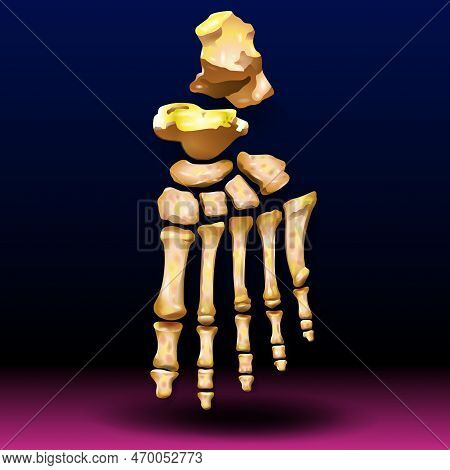 Anatomy Of The Foot - Human Foot Bones Anatomy Sketch Design Of Vector Orthopedics Medicine. Skeleto