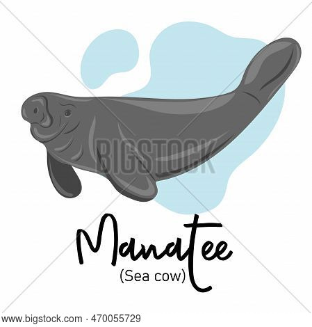 Manatee. Sea Cow Swimming Underwater. Marine Dweller. Concept Of Sea And Ocean Life. Vector Illustra