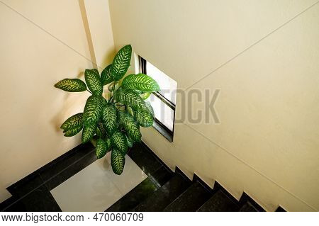 Dumbcane Also Known As Leopard Lily Scientifically Known As Dieffenbachia Is Grown As A Houseplant. 