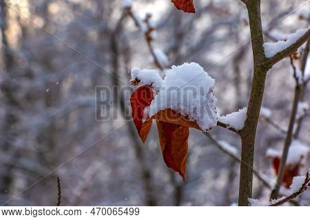 Hamamelis in winter. Yellow leaves and branches of Hamamelis virginiana covered with snow.