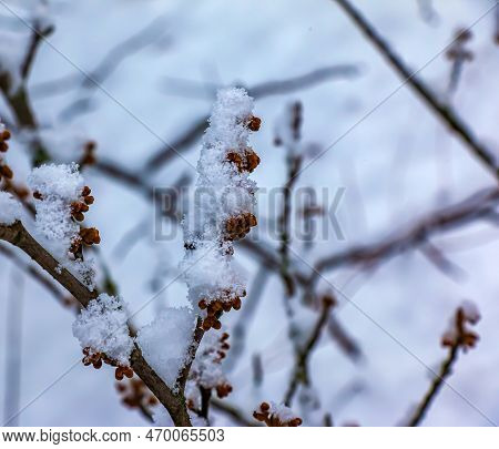 Hamamelis in winter. Yellow leaves and branches of Hamamelis virginiana covered with snow.