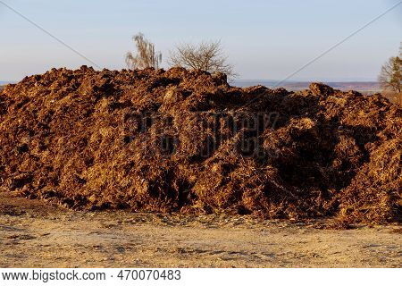 A Pile Of Manure In The Field. Organic Fertilizer.