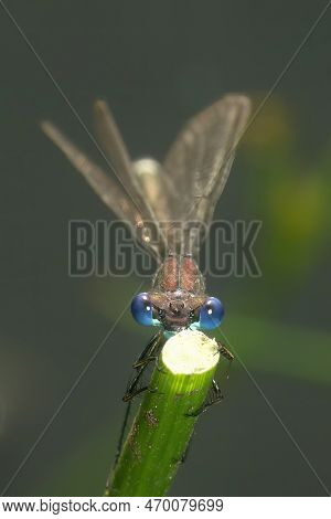 Natural Frontal Closeup On A Blue-eyed Male Emerald Damselfly Or Common Spreadwing, Lestes Sponsa