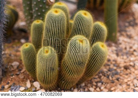 Echinocactus Grusonii Or Golden Barrel Cactus Without Flowers Close Up