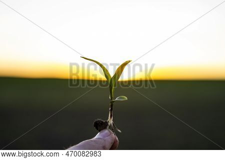 Close Up Of A Hand Of A Farmer Checking The Quality And Growth Of A Young Maize Sprout. Agricultural