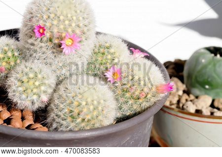 Mammillaria Carmenae ,mammillaria Or Cactus Or Succulent Or Mammillaria Carmenae With Pink Flowers I