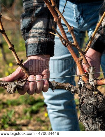 Farmer Pruning The Vine In Winter. Agriculture.