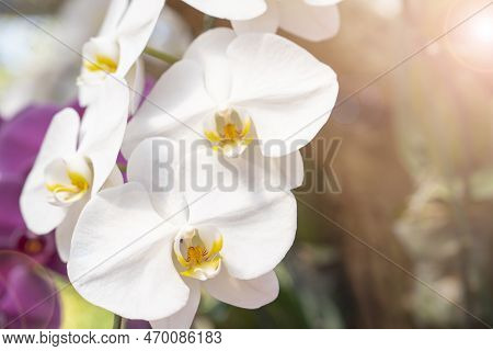 White Orchids, Dendrobium, In Full Bloom, In Soft Color And Soft Blurred Style In The Garden.