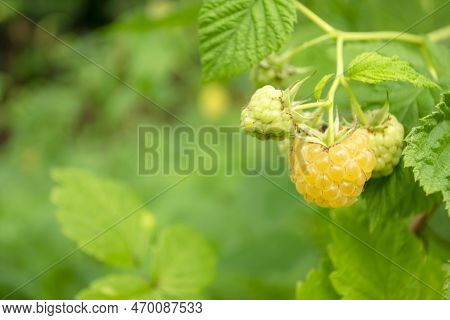 Yellow Raspberries On A Bush. Yellow Raspberries Ripened Among The Greenery Of The Bush. Summer Berr