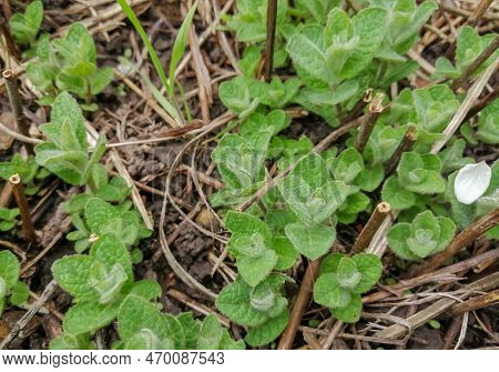 Mint Pecked In The Oglorod - The First. Spring Sprouts. Young Peppermint Sprouts. Sprouts Of Lemon B