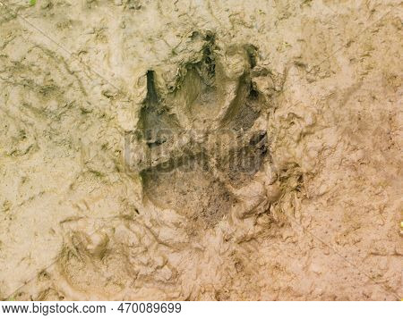 The Trail Of A Wolf In The Woods. The Print Of A Wild Wolf On The Ground. Footprint Of A Wolf Or Dog