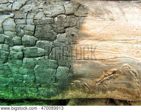 Fire-damaged Forest. Burnt Boreal Forests. Wildfire Low Fire In A Mixed Forest With A Predominance O