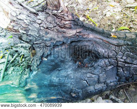 Fire-damaged Forest. Burnt Boreal Forests. Wildfire Low Fire In A Mixed Forest With A Predominance O
