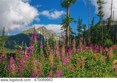 Beautiful Summer Landscape - Footpath In High Tatras Mountains, Lush Forest And Pink Fireweed Or Elo