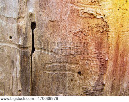 An Old Tree Trunk Without Bark Gnawed Through By Wood Worms With Worm Traces, Background