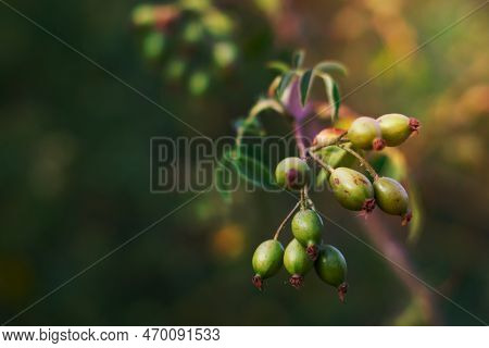 Rosa Micrantha. Rose Hip Natural Plant With Healing Properties