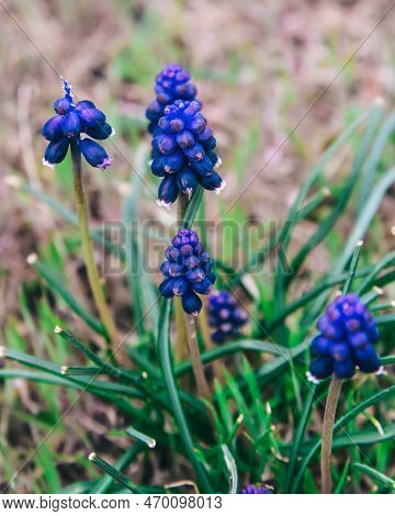 Blossoming Muscari, Wild Spring Primroses In Cape Alchak In Spring. Crimea