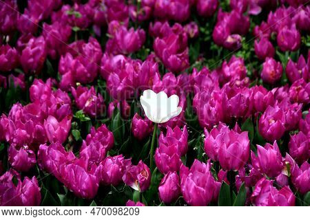 Bright Purple Tulips With One White Tulip Among Them Close Up At Goztepe Park During The Tulip Festi