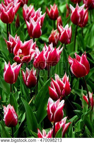 Bright Red With White Tulips With Sharp Edges Of Petals On A Green Background Close Up In Goztepe Pa