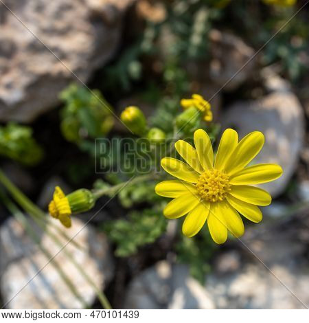 Yellow Wildflowers Camphor Weed (heterotheca Subaxillaris) Bloom On The Shores Of A Lake In Rishon L