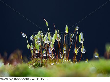Minium Genus Moss With Raindrops On Spore Capsules