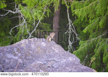 Asian Chipmunk, Or Siberian Chipmunk Lat. Eutamias Sibiricus , Is A Mammal Of The Rodent Family Of T
