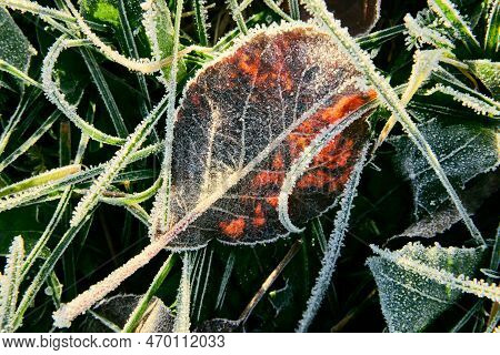 Frosted Maroon Apple Leaf Lies On Grass After Autumn Morning Frosts.