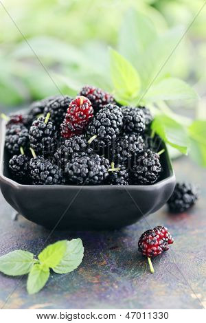 Modne sorte Mulberry