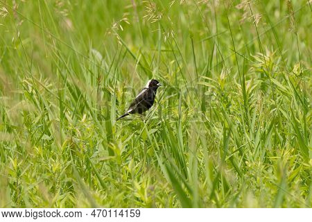 Bobolink (dolichonyx Oryzivorus). During Breeding Season, This Species Prefers Open Grasslands With 
