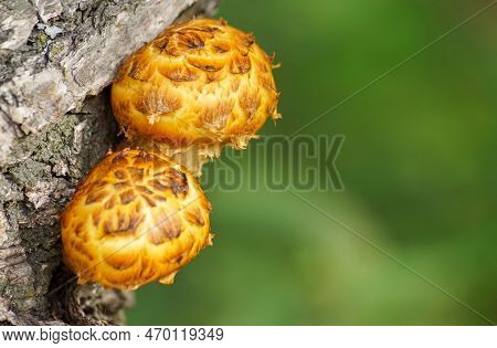 Close Up Of Shaggy Scalycap Growing On Tree