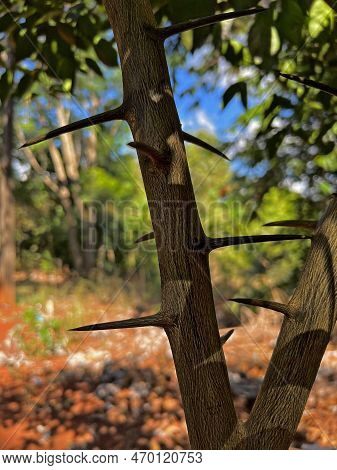 Wild Branch With Pointed Thorns Nature Macro Photography