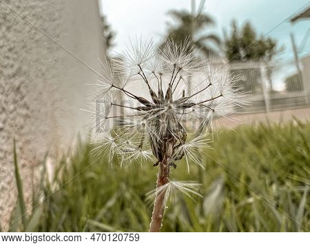 Beautiful Dandelion Flower Macro Photography Close Up