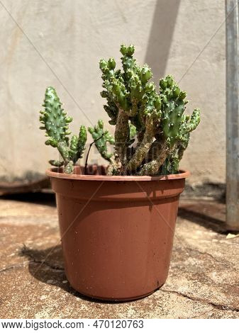 Small Green Cactus Close Up Macro Photography
