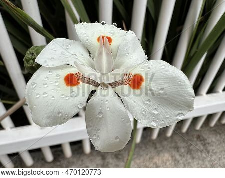 Beautiful White Flower In The Fragrant Garden