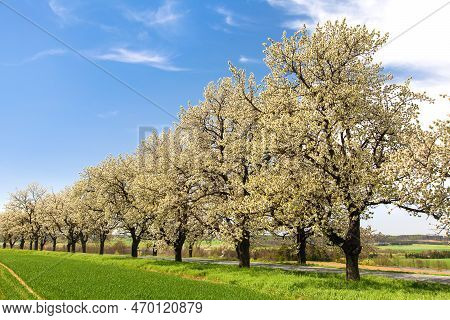 Green Field, Road And Alley Of Flowering Cherry Trees In Latin Prunus Cerasus With Beautiful Sky. Wh