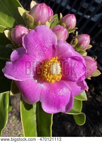 Beautiful Pink Flower In The Fragrant Garden